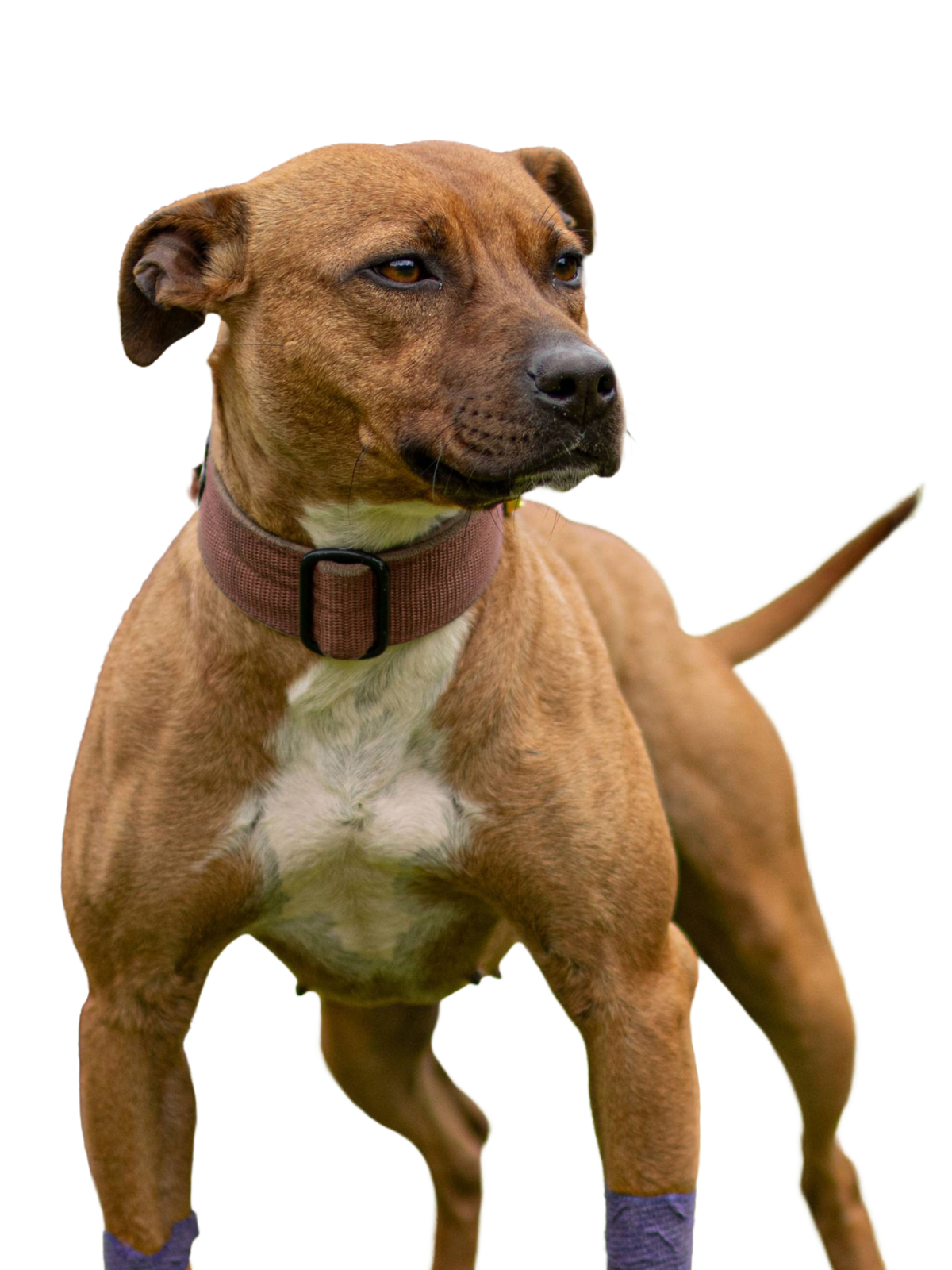 Nova