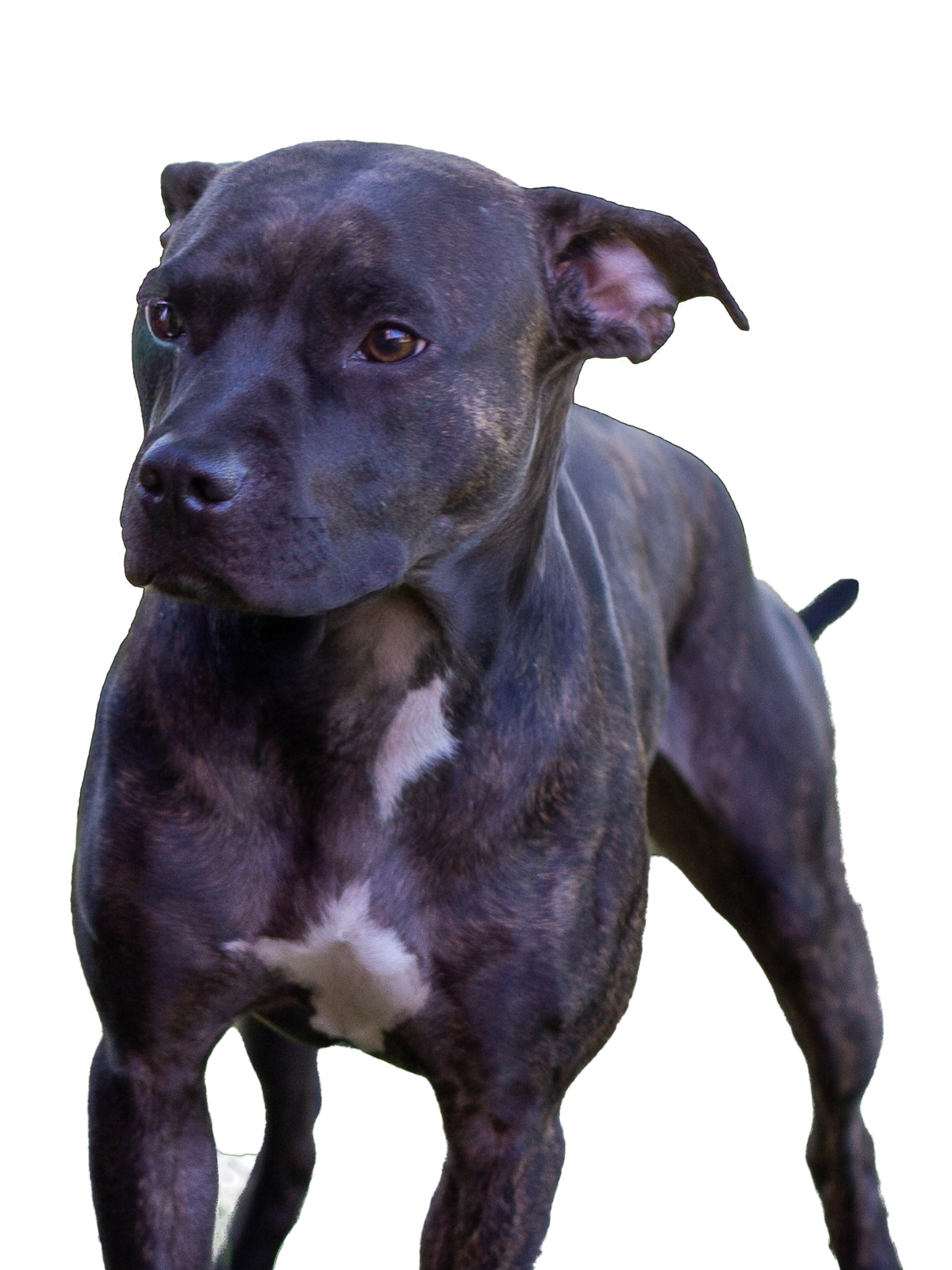 Diesel